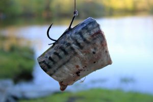 Live Bait Bands Large